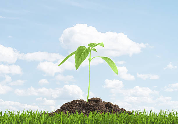 istock Green sprout growing from the ground. The concept beginning of 517895200