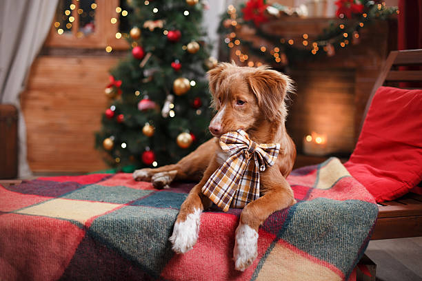 istock Dog Nova Scotia Duck Tolling Retriever holiday 517895676