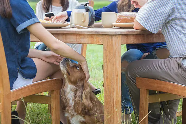 family pet getting attention under the table