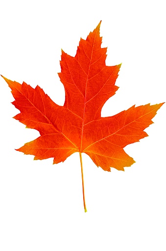 maple leaf autumn. The icon of the fall weather on an isolated white background