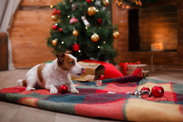 istock Dog Jack Russell Terrier holiday 517896148