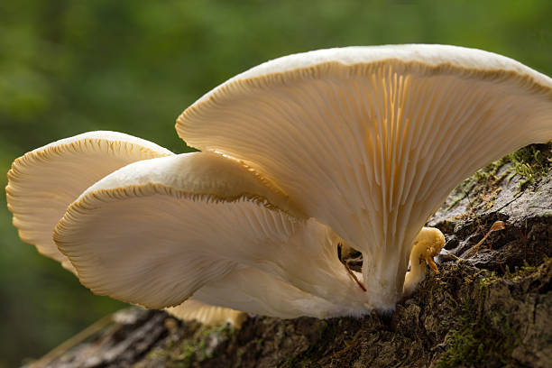istock Gilled Fungi 517896159