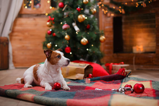 istock Dog Jack Russell Terrier holiday 517896176