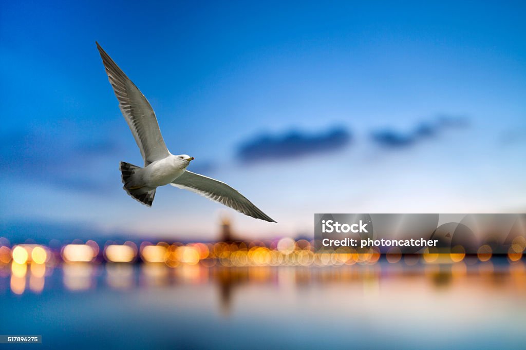 free flight through our wings single seagull free flight against colorful bokeh background Animal Stock Photo