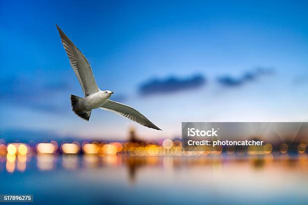 Free Flight Through Our Wings Stock Photo - Download Image Now - Animal, Animal Body Part, Animal Eye