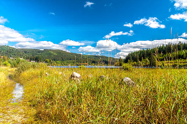 istock Lake in the summer 517896283