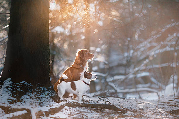 Dog Nova Scotia Duck Tolling Retriever and Jack Russell Terrier walking, playing, running, jumping in the park in winter