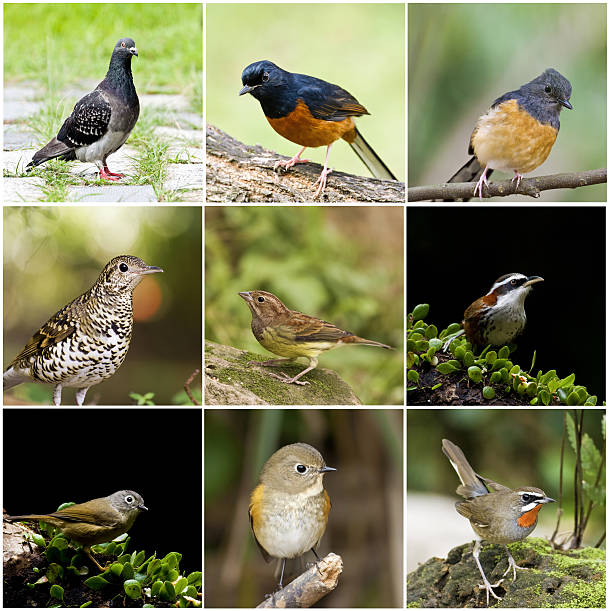 istock collection of bird 517896435