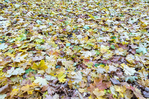 Multicolored autumn maple leaves cover lies on ground