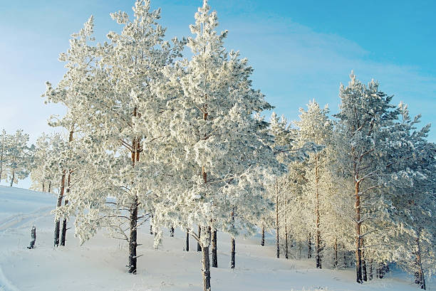 istock Pines snow covered on the mountain 517896589