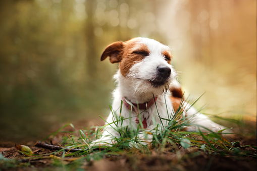 Dog Jack Russell Terrier walks in the park, summer,