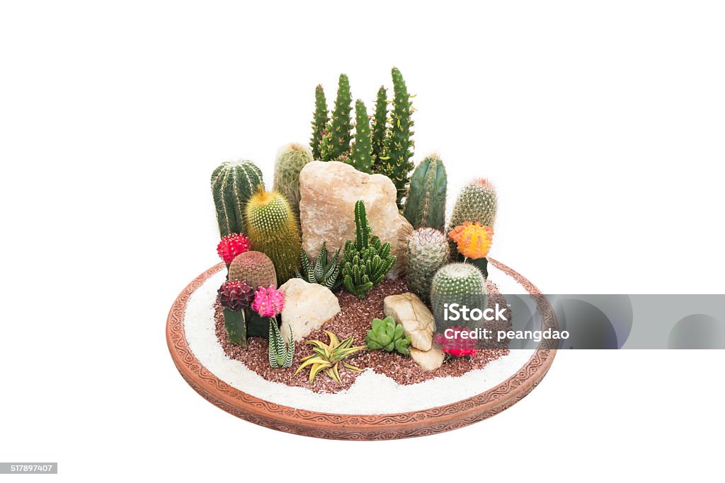 Cactus small garden Brown Stock Photo