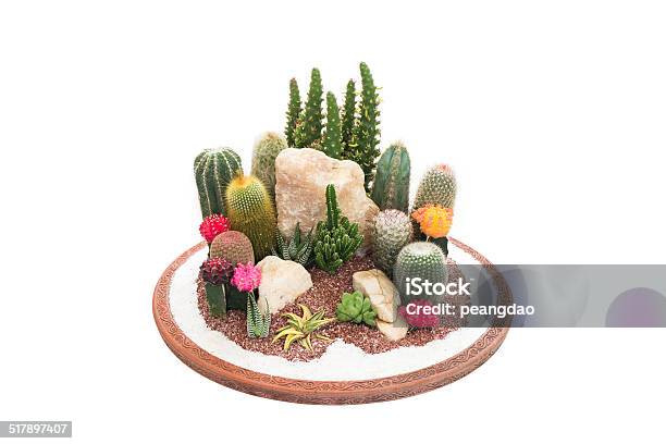 Cactus Small Garden Stock Photo - Download Image Now - Brown, Cactus, Close-up