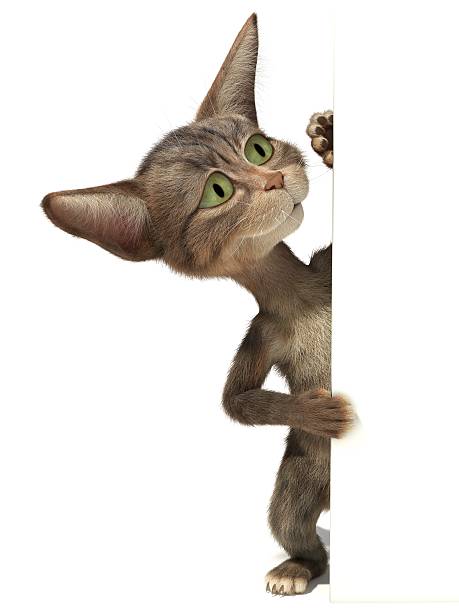 istock Fluffy kitten peeking out of a blank sign 517897718