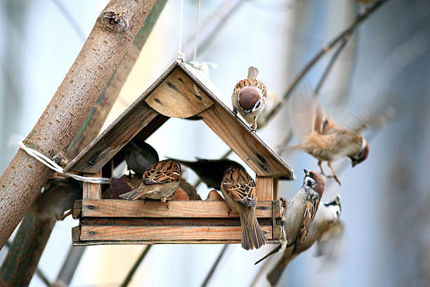 os alimentadores de pássaros - comedouro de pássaros - fotografias e filmes do acervo