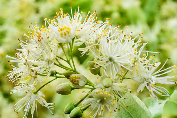 istock Linden flowers background. Soft focus. 517897772