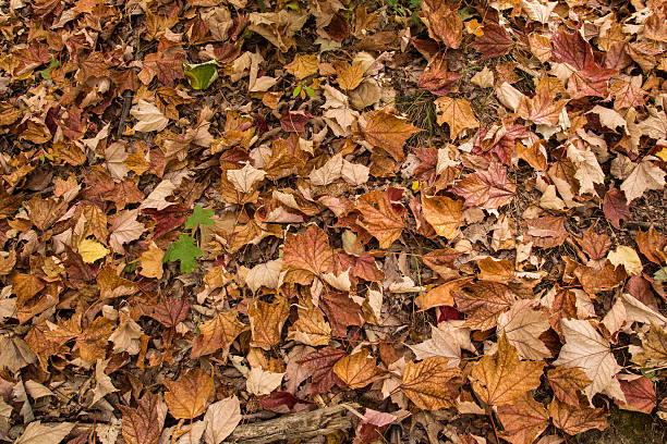 istock Autumn Leaves on Forest Floor 517897901