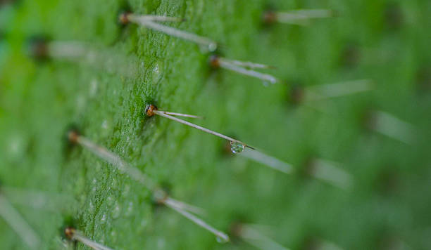 istock Opuntia thorns and drops 517897915