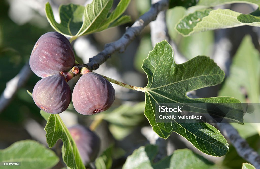 Figs Ripe figs on a tree Antioxidant Stock Photo