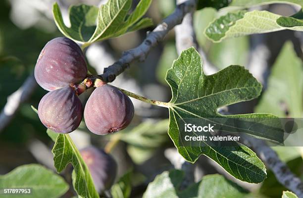 Figs Stock Photo - Download Image Now - Antioxidant, Branch - Plant Part, Close-up