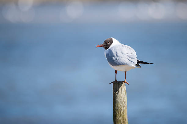 istock Portrait of Mediterranean Gull Icthyaetus Melanocephalus 517898390