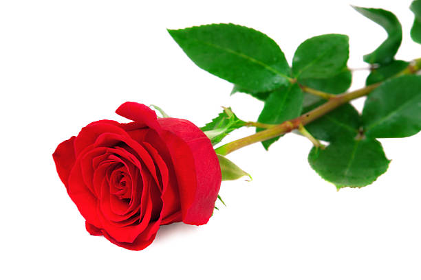 istock Beautiful red rose on white background 517898479