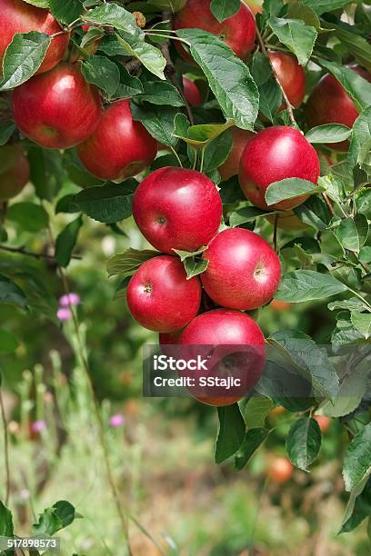 Ripe Apples On The Tree Stock Photo - Download Image Now - Agriculture, Apple - Fruit, Apple Orchard