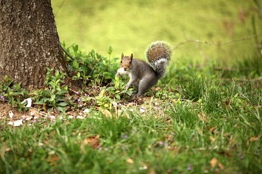 Cute little squirrel enjoying nature.