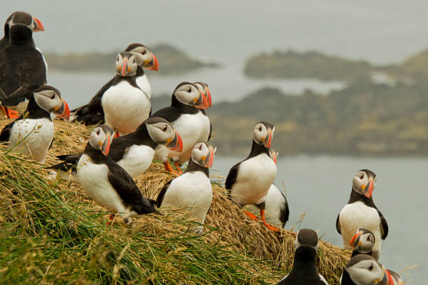 Puffins having a meeting Puffins having a meeting on a hill. Coasline in the background. Misty weather. new brunswick canada photos stock pictures, royalty-free photos & images