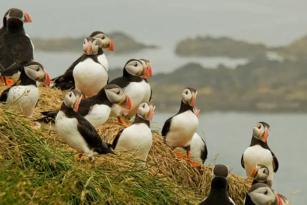 Puffins having a meeting on a hill. Coasline in the background. Misty weather.