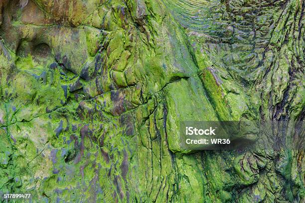 Ancient Tree Turns Into Stone Can Be Used As Background Stock Photo - Download Image Now