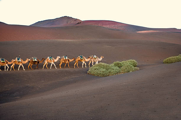 istock Camels caravan walking on Lanzarote island 517899752