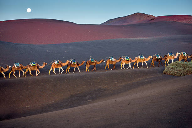 istock Camels caravan walking on Lanzarote island 517899854