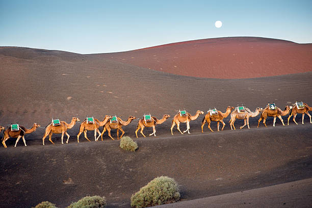 istock Camels caravan walking on Lanzarote island 517900020