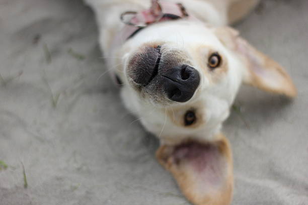 istock Half labrador dog is looking at the camera 517900287