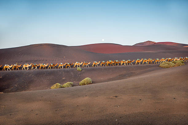istock Camels caravan walking on Lanzarote island 517900524