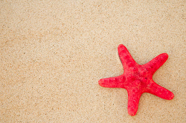 conchiglie di mare con sabbia - shell sea souvenir island foto e immagini stock