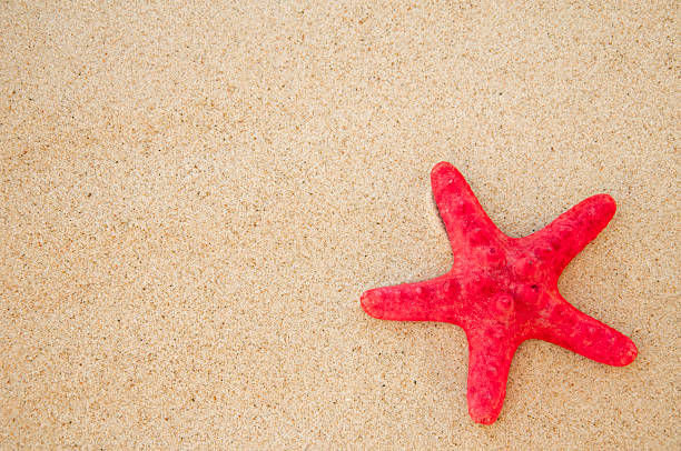 conchas do mar, com areia - shell sea souvenir island imagens e fotografias de stock