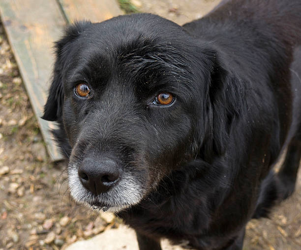 istock Old senior dog abandoned, sad eyes 517900698