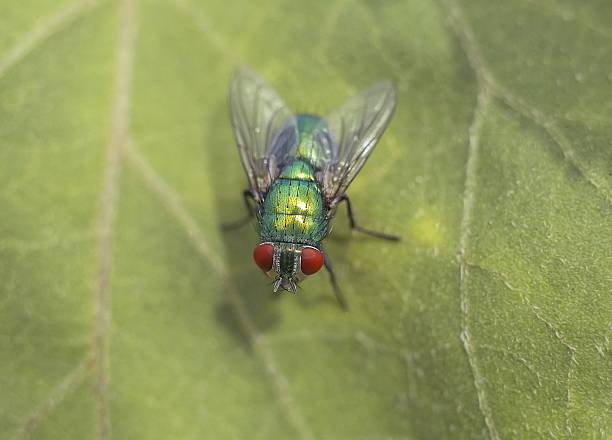 istock Big green fly on the leaf 517900719