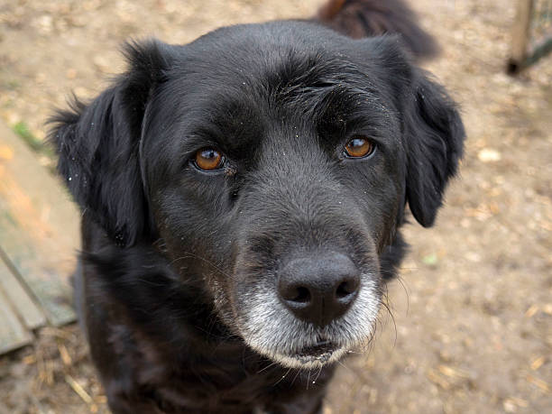 istock Old senior dog abandoned, sad eyes 517900728