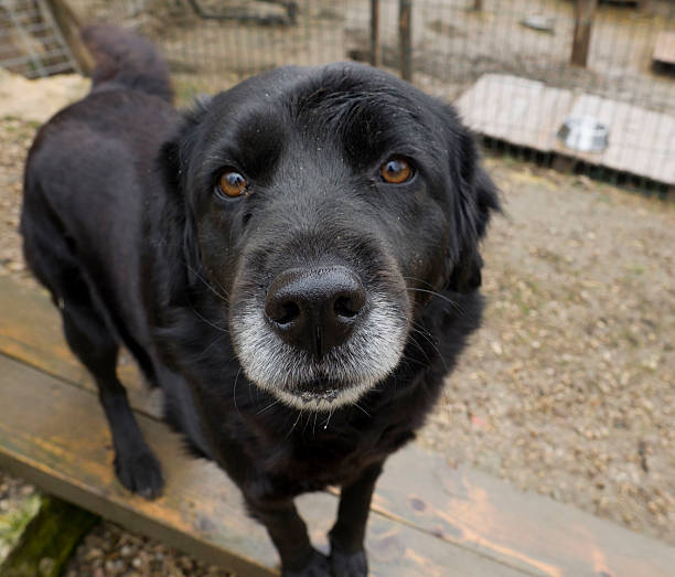 istock Old senior dog abandoned, sad eyes 517900768
