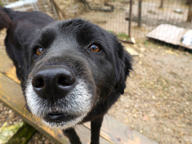 istock Old senior dog abandoned, sad eyes 517900784