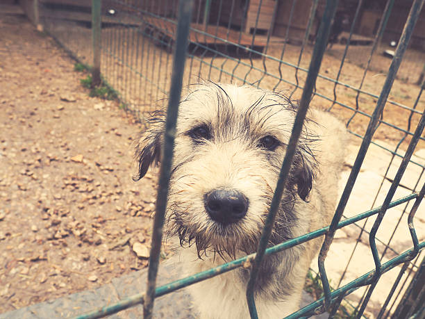 istock puppy  dog abandoned, sad eyes 517900892