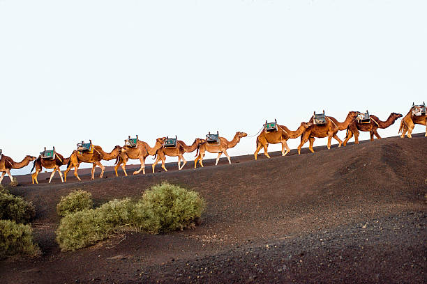 istock Camels caravan walking on Lanzarote island 517901004