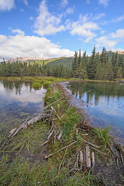 istock Beaver Dam on a Wilderness Lake 517901016