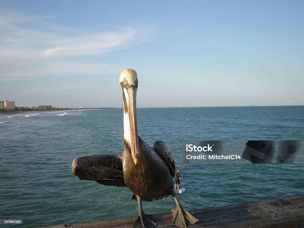 Posing Pelican Pelican leaning to one side posing for the camera Animal Body Part Stock Photo