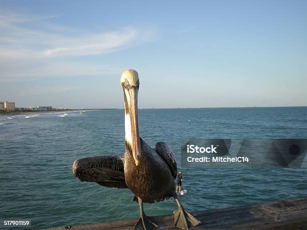 Posing Pelican Stock Photo - Download Image Now - Animal Body Part, Animal Foot, Animal Leg