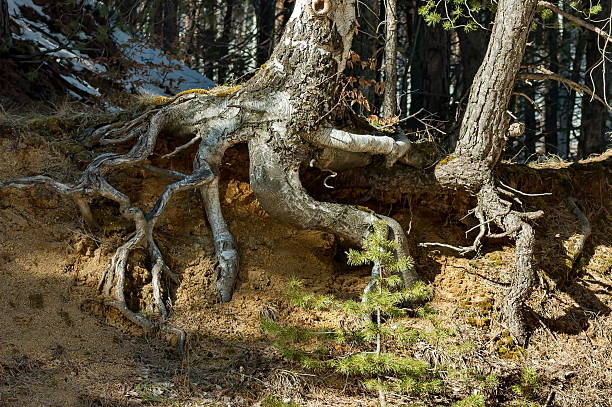istock Fantastic tree rooty in Vitosha mountain at winter 517901250