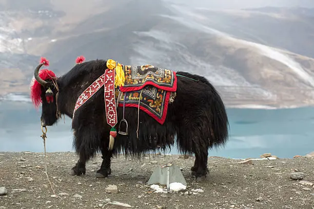 Road of the Friendship, Yak at the Namtso Lake in Tibet, China